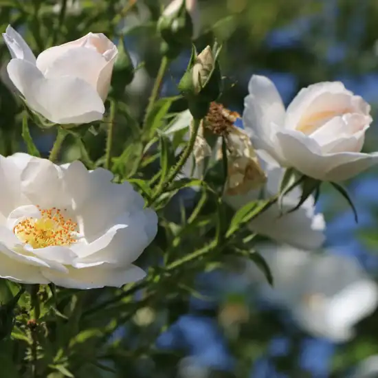 Rosa Hella® - alb - trandafiri târâtori și cățărători, Climber